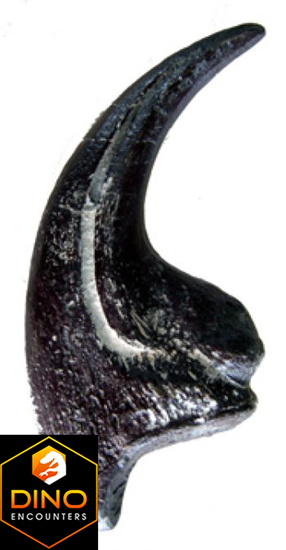 Allosaurus fragilis, claw of hand