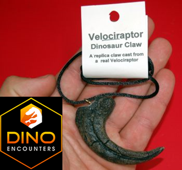 Velociraptor slashing & killing claw, pendant necklace