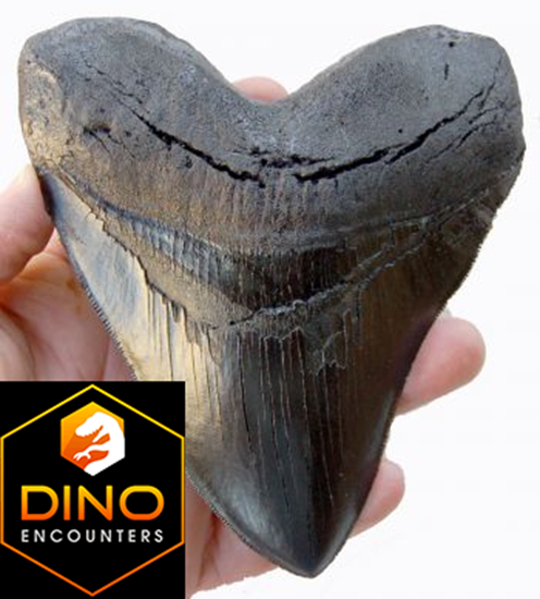 5.5 Inch Megalodon Shark Tooth Replica