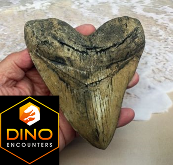 Megalodon (Carcharodon megalodon) tooth, Ivory